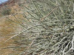 Euphorbia gregaria