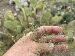 Euphorbia gracillima