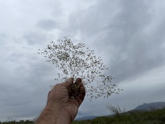 Euphorbia gracillima