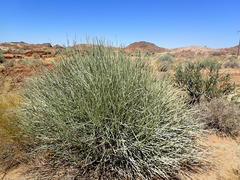 Euphorbia gregaria