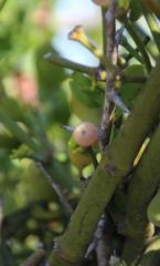 Viscum rotundifolium