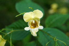 Impatiens edgeworthii