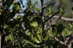 Viscum rotundifolium