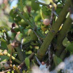 Viscum rotundifolium