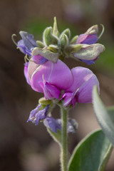 Galactia lamprophylla