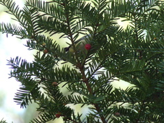 Setophaga castanea