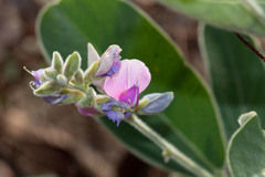 Galactia lamprophylla