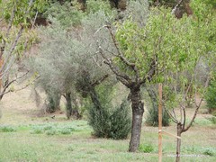 Olea europaea