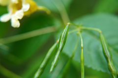 Impatiens edgeworthii