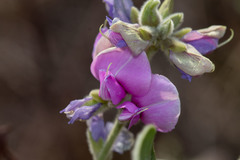 Galactia lamprophylla