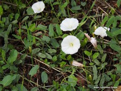 Convolvulus arvensis