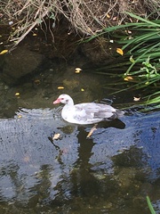 Cairina moschata domestica