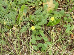 Convolvulus arvensis