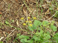 Foeniculum vulgare