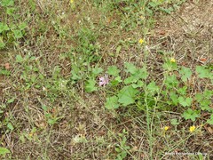 Malva sylvestris