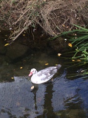 Cairina moschata domestica