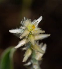 Pfaffia jubata