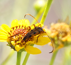 Strangalia sexnotata