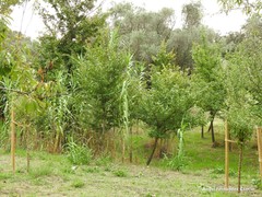 Arundo donax