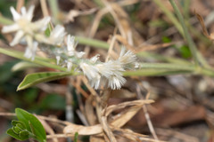 Pfaffia jubata