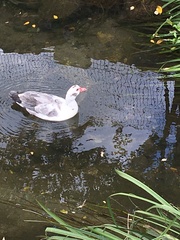 Cairina moschata domestica