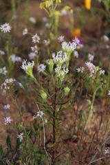 Dischisma ciliatum ciliatum