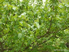 Ulmus minor