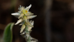 Pfaffia jubata