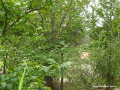 Ulmus minor