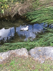 Cairina moschata domestica