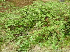 Rubus ulmifolius