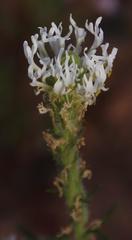 Dischisma ciliatum ciliatum