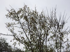 Prunus amygdalus