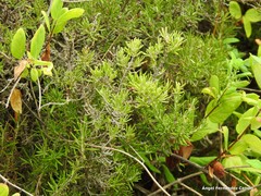Salvia rosmarinus