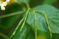 Impatiens edgeworthii