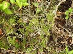 Salvia rosmarinus
