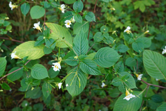 Impatiens edgeworthii