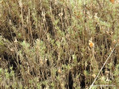 Lavandula pedunculata