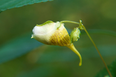 Impatiens edgeworthii