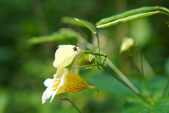 Impatiens edgeworthii