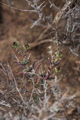 Delosperma multiflorum