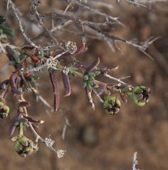 Delosperma multiflorum