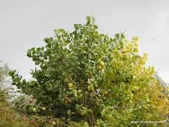 Populus × canadensis