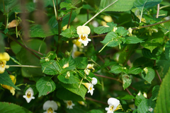 Impatiens edgeworthii