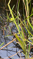 Sparganium fluctuans