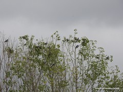 Columba palumbus