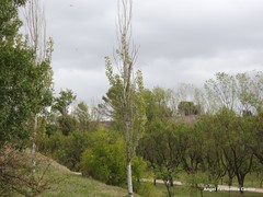 Populus alba