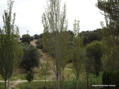 Olea europaea