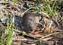 Microtus mexicanus
