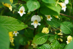 Impatiens edgeworthii